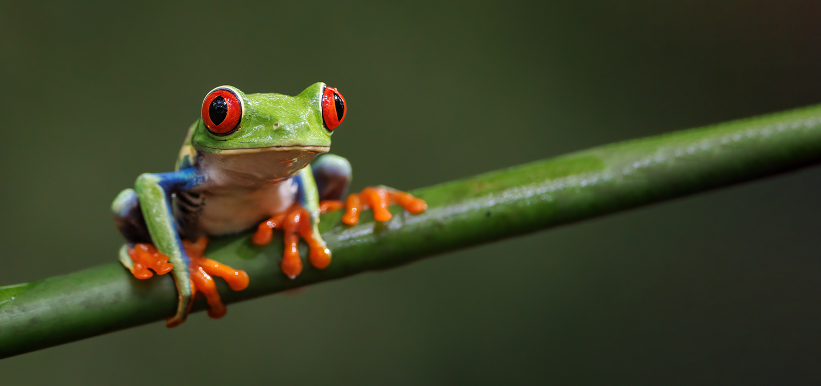 grüner frosch mit roten augen auf einem ast vor einem dunkelgrünen hintergrund